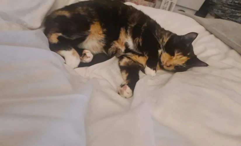 Stella