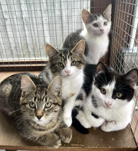 KITTENS!