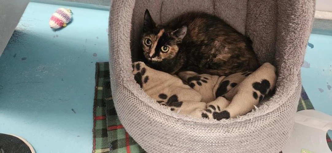Juno