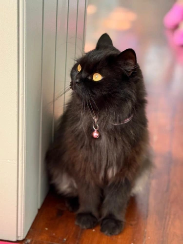 Minnie
