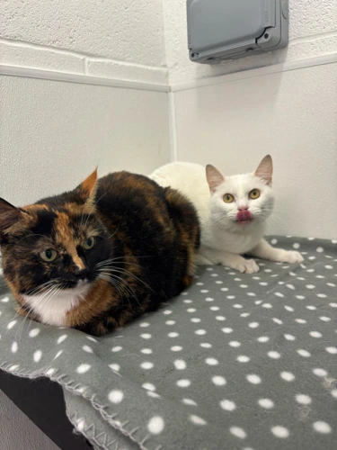 Snowy & Lily