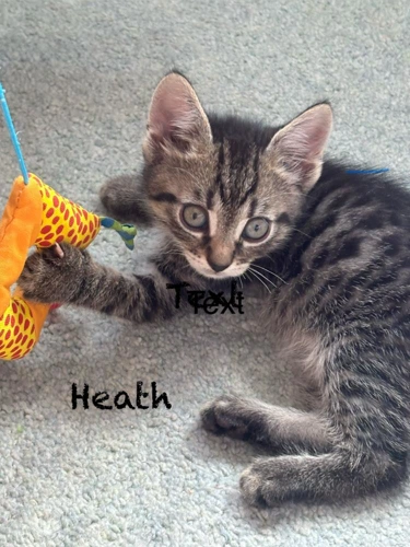 Kitten Heath