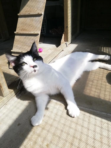 Albie
