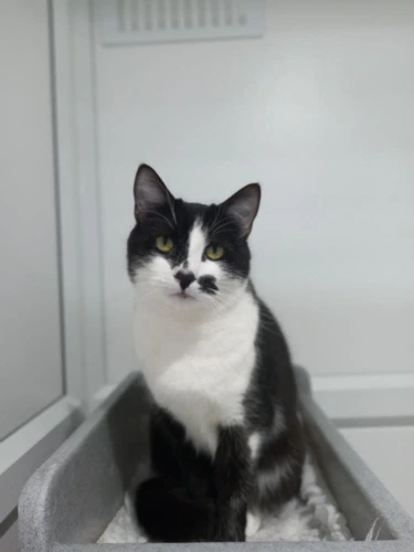 Oscar