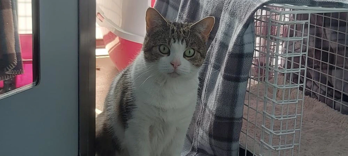 Mika