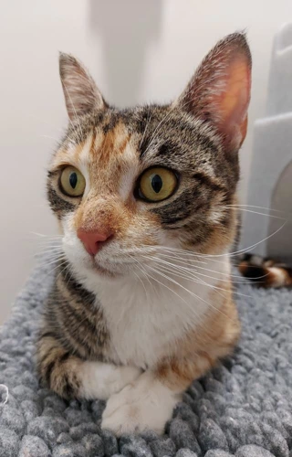 Cleopatra