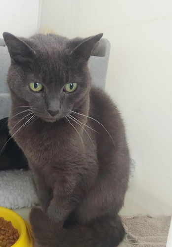 Mimi