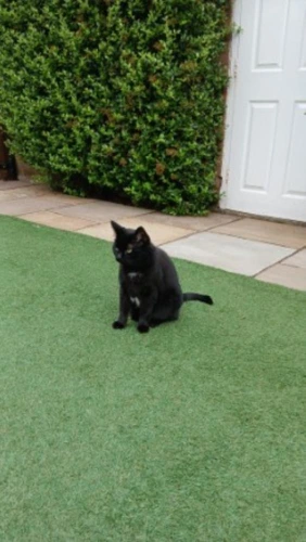 Sooty