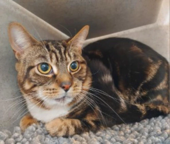 Brodie and Argyle - 2y old males