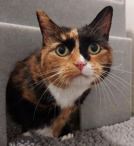Susie 10y 11m female