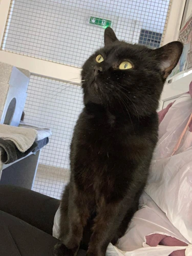 Oliver