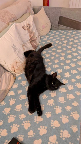 Bramble