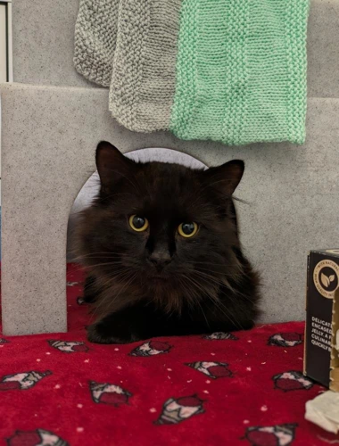Sooty