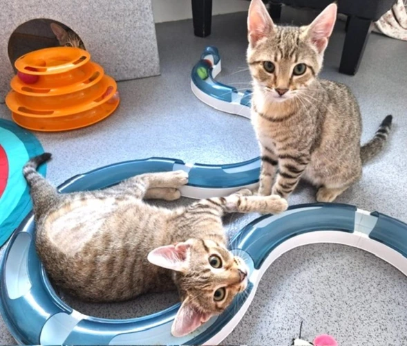 Remi & Toby