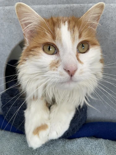 Ginger