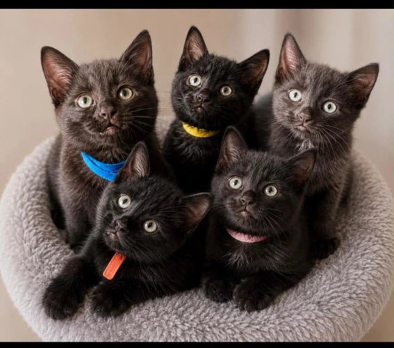 Black kittens