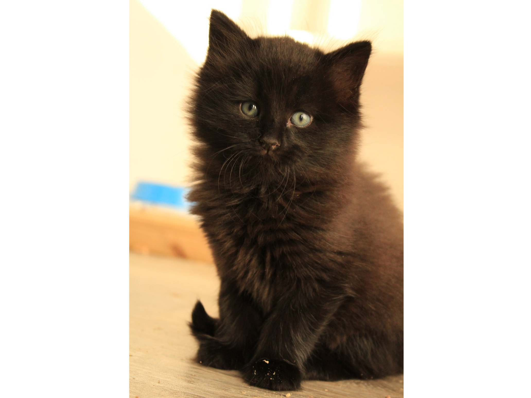 Find a cat near you Adopt a cat Cats Protection