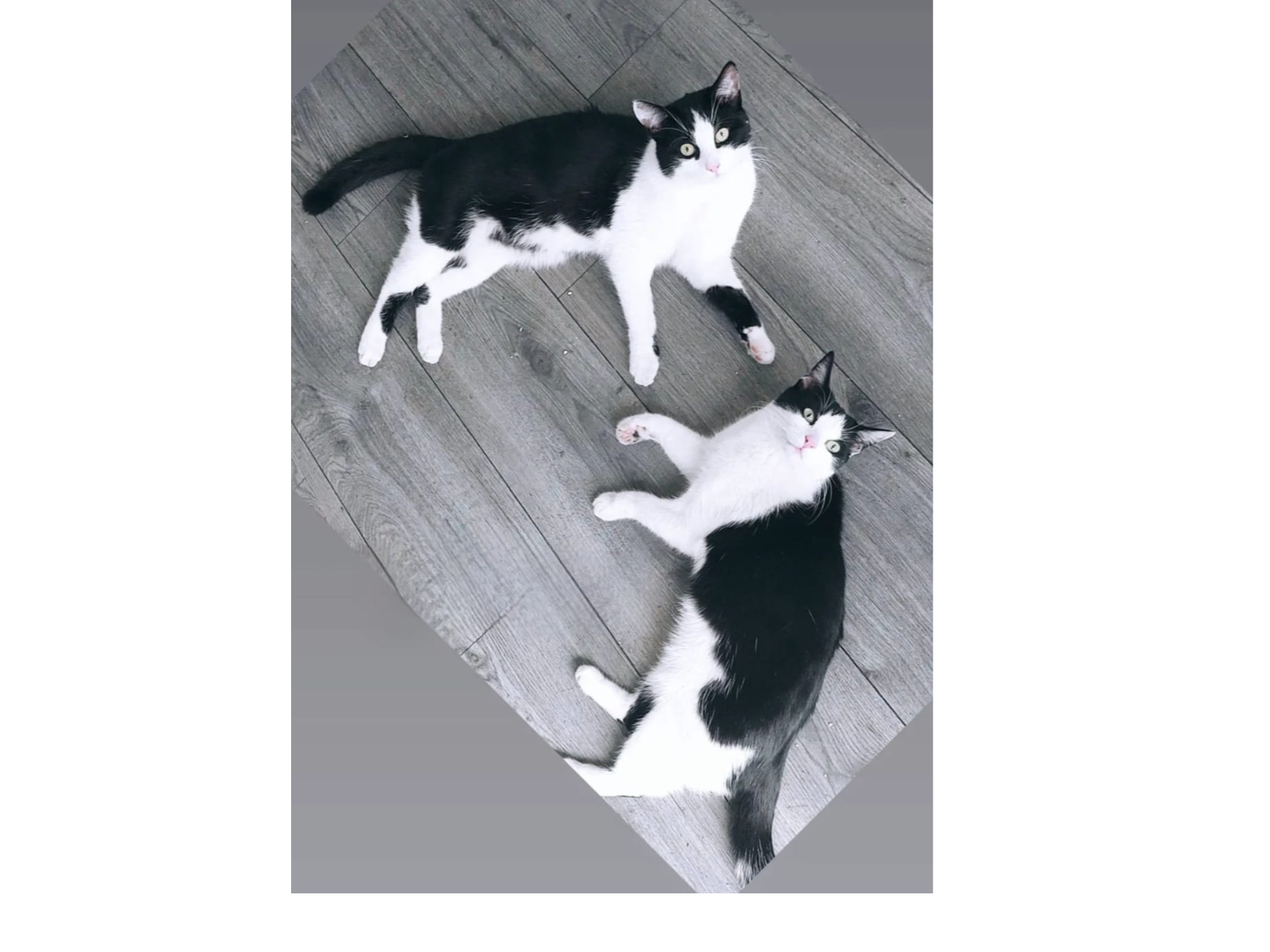 Find a cat near you Adopt a cat Cats Protection