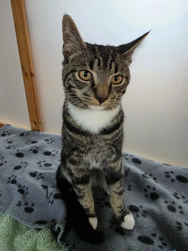 Merlin