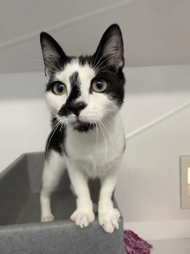 Kit