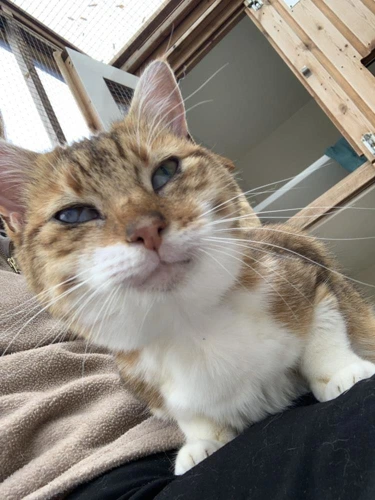 Kitty