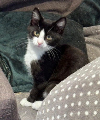 Dexter kitten