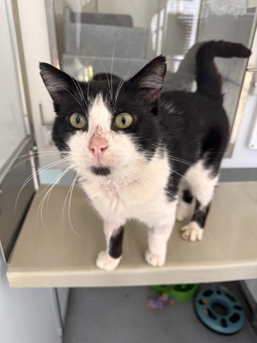 Sylvester