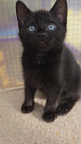 Nora Kitten 2
