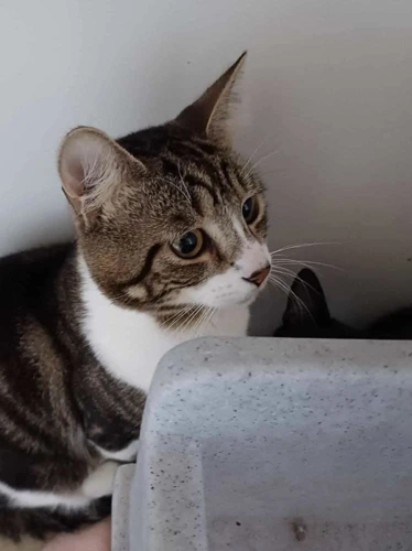 Gizmo