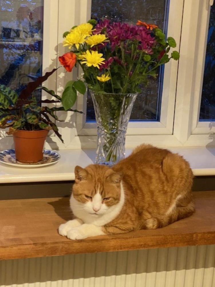 Benji — Domestic Cat