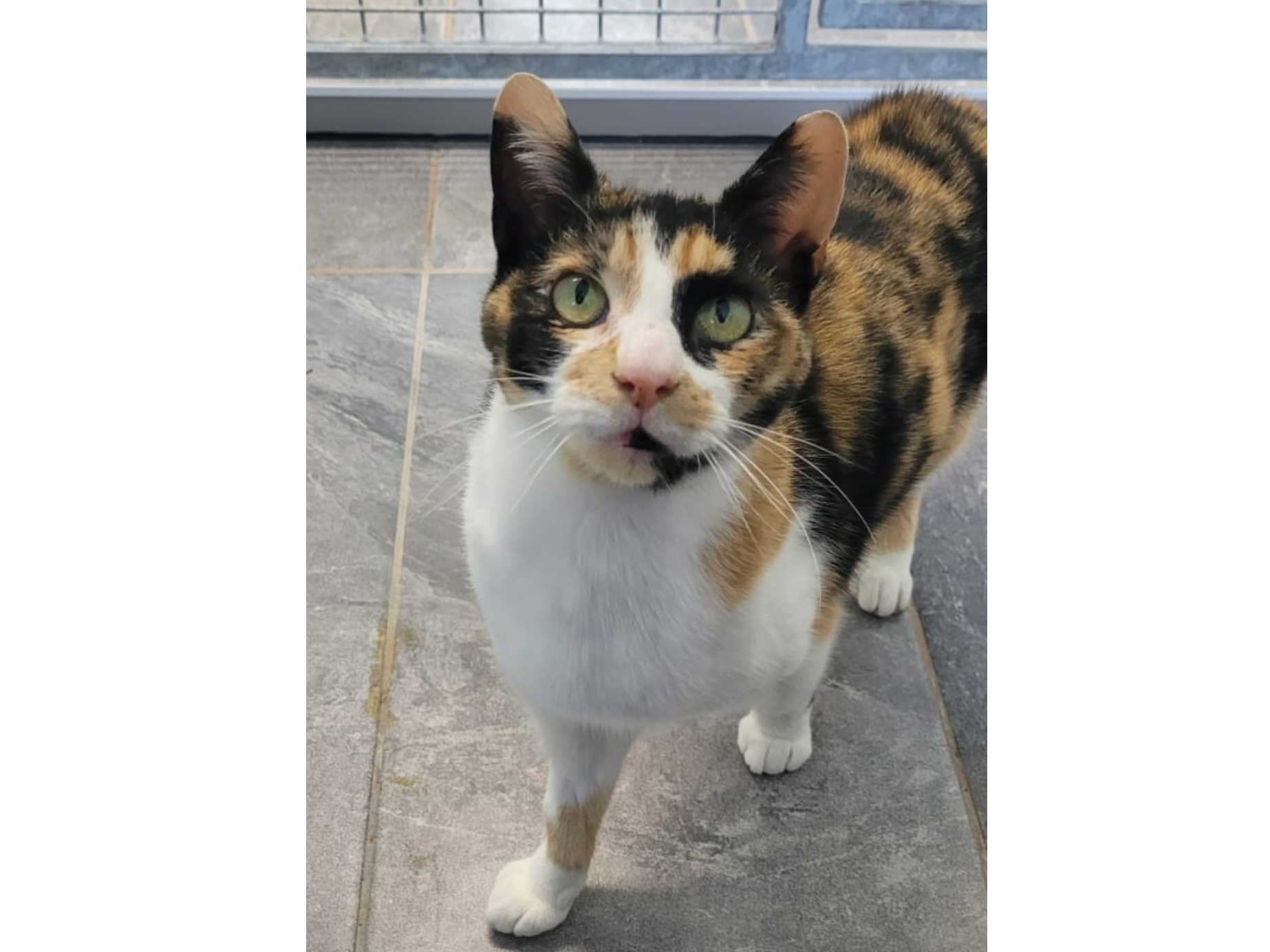 Find a cat near you Adopt a cat Cats Protection