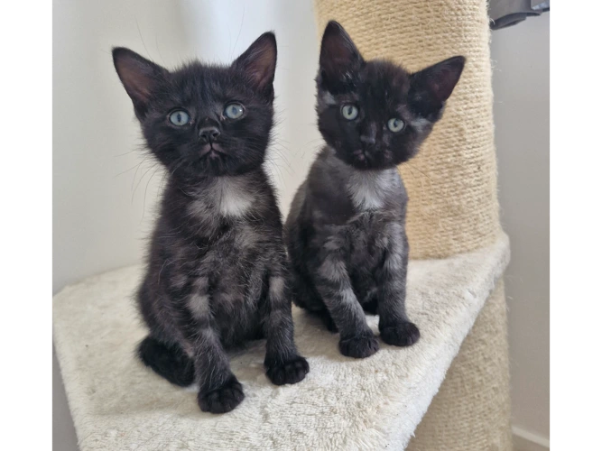 Indoor kittens