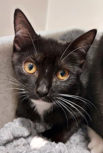 Nancy 16w female kitten