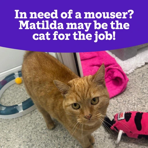 Matilda OC
