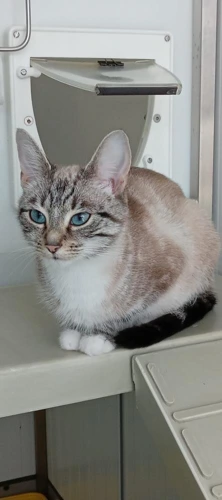 Elsa