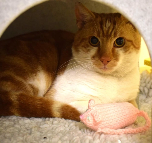 Gingy