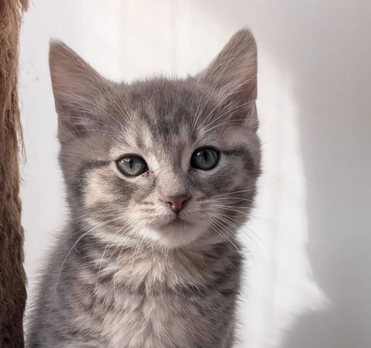 Pepper