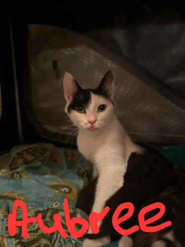 Aubree