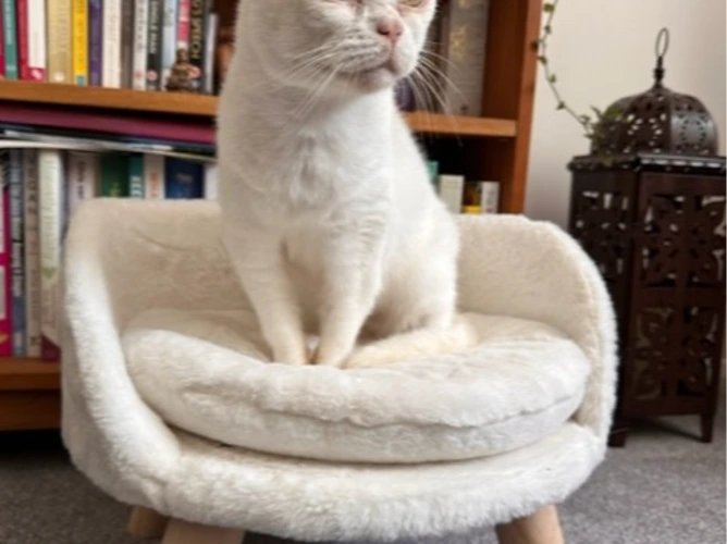 Cats Protection Farnham, Camberley & District Branch