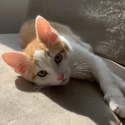 Remy
