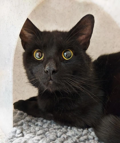 Max 2y old male