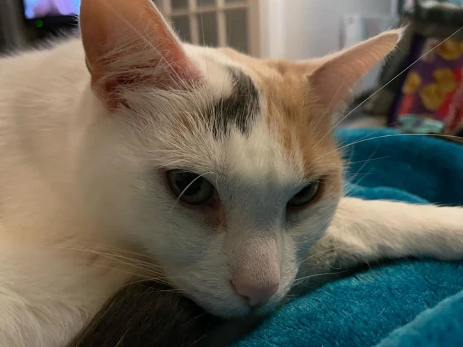Leia