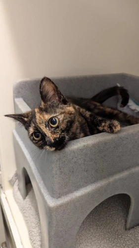 Gizmo