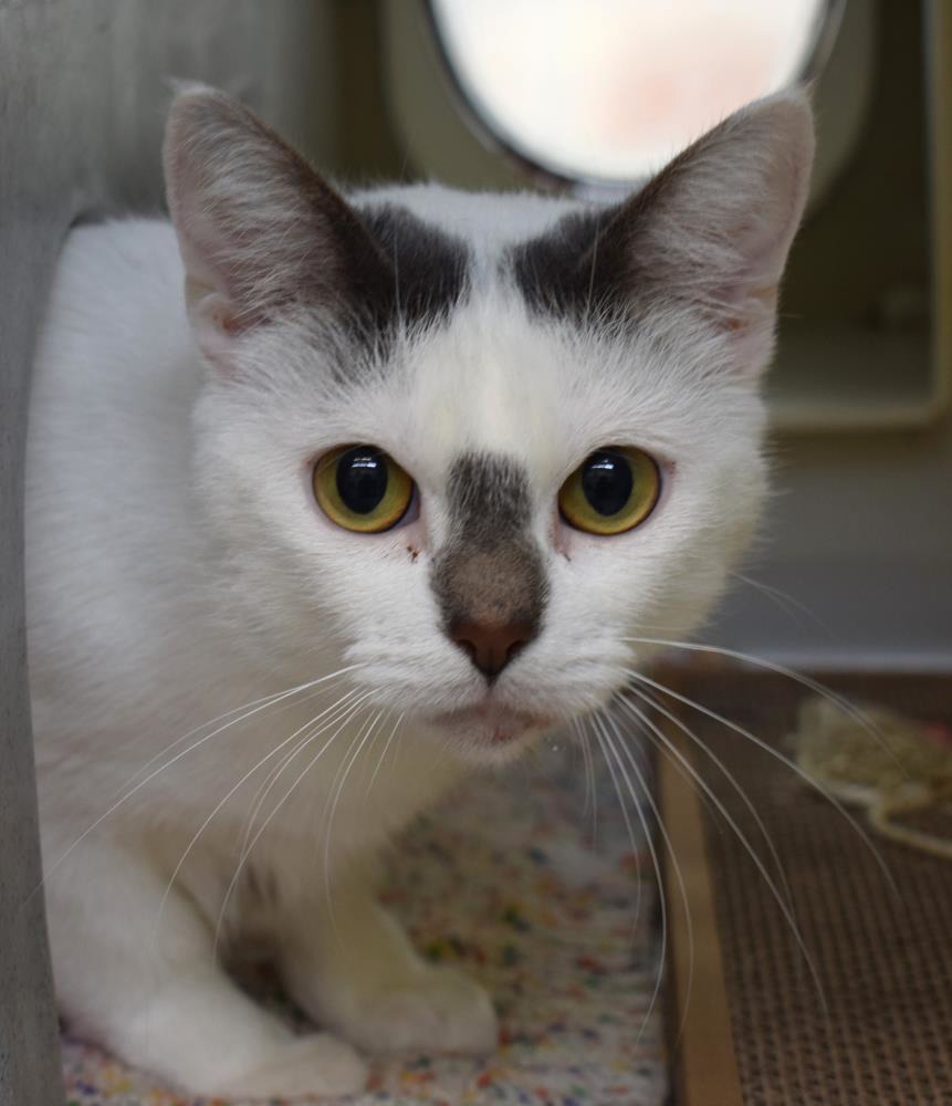 Mamma — Domestic Cat