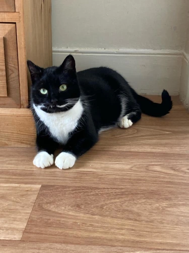 Pussy cat