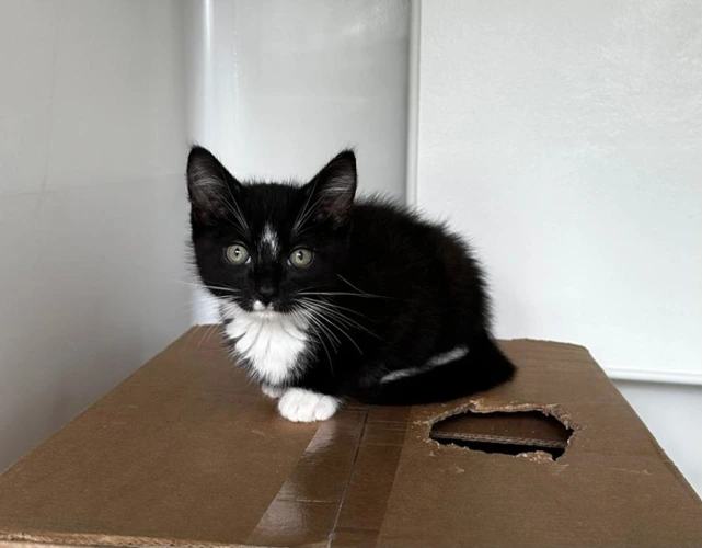 Cats Protection Hereford Adoption Centre