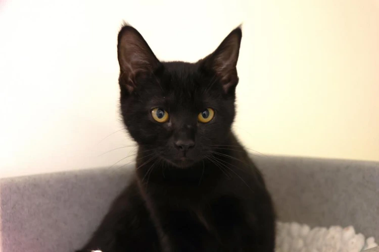 Lentil