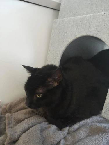 Maisy