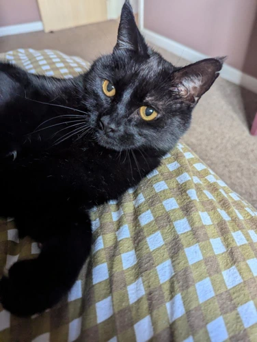 Coco