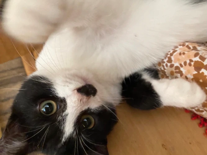 Kittens